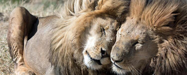 Two male lions cuddling in the Serengeti National Park, Tanzania, Africa